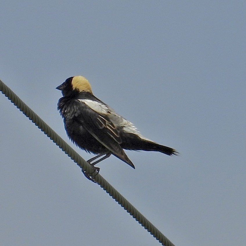 bobolink americký - ML620624537