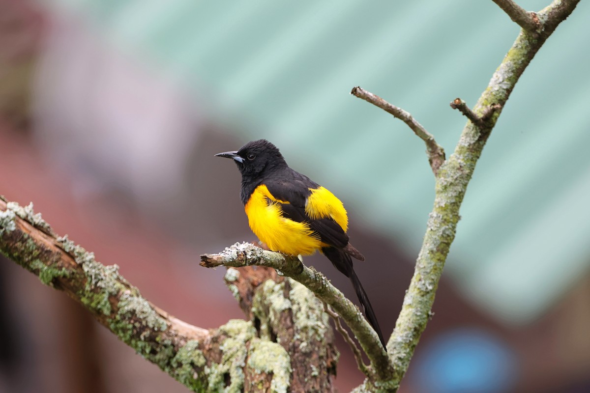 Black-vented Oriole - ML620624541