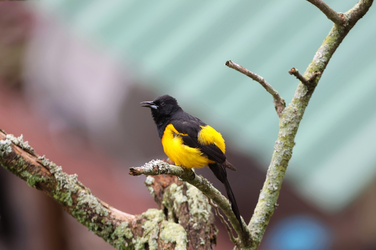 Black-vented Oriole - ML620624542