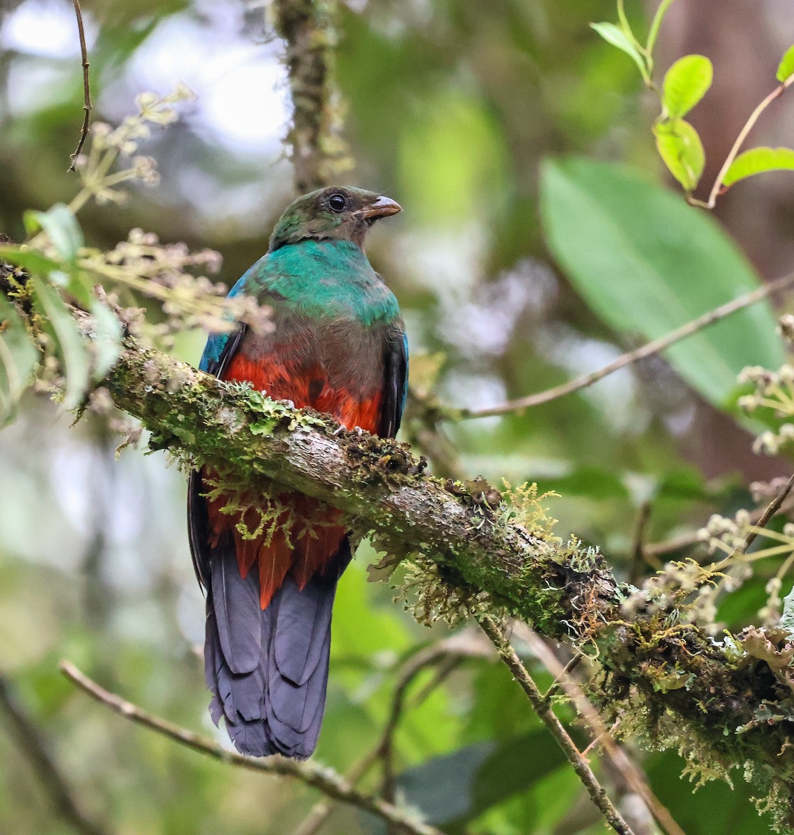 Golden-headed Quetzal - ML620624543