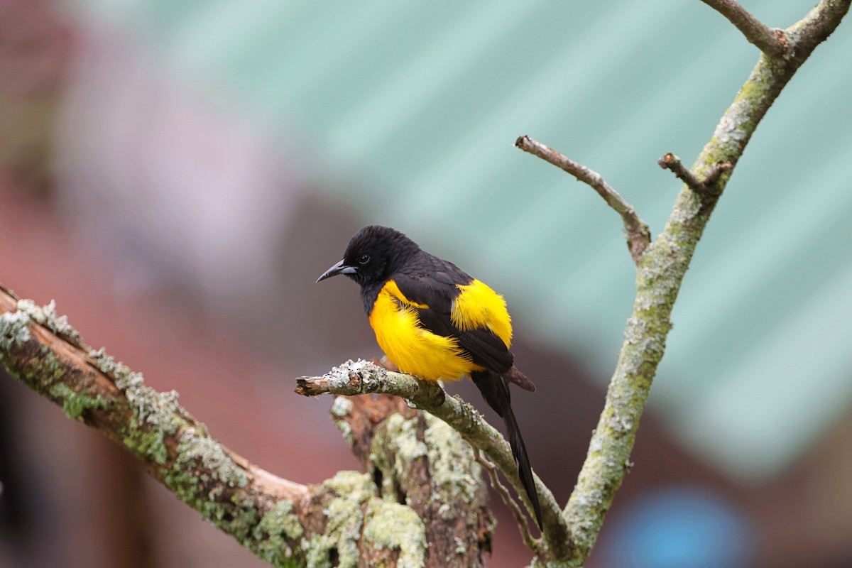 Black-vented Oriole - ML620624544