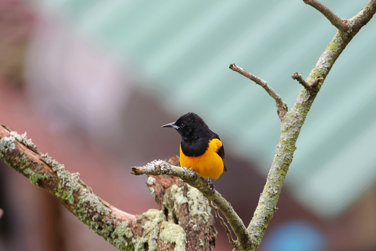 Black-vented Oriole - ML620624546