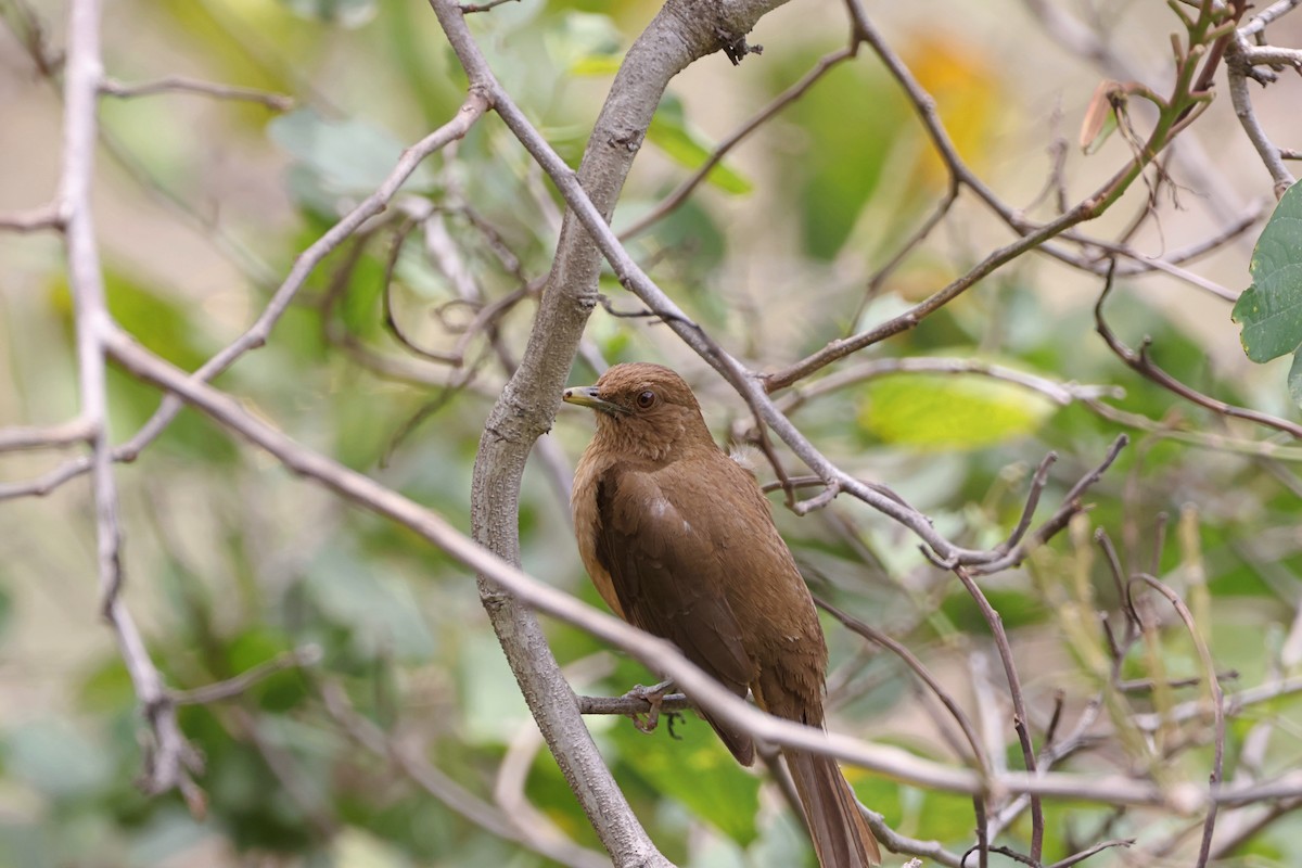 Clay-colored Thrush - ML620624548