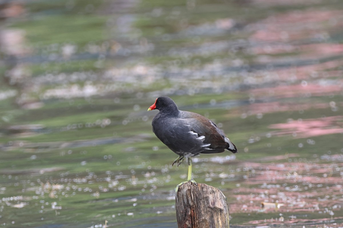 Common Gallinule - ML620624552