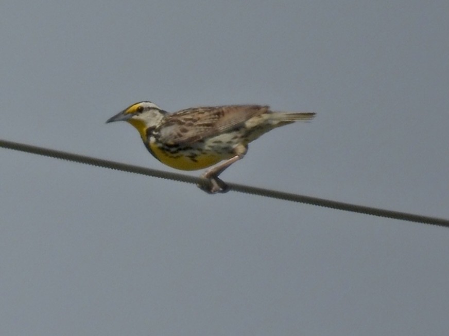 Eastern Meadowlark - ML620624555