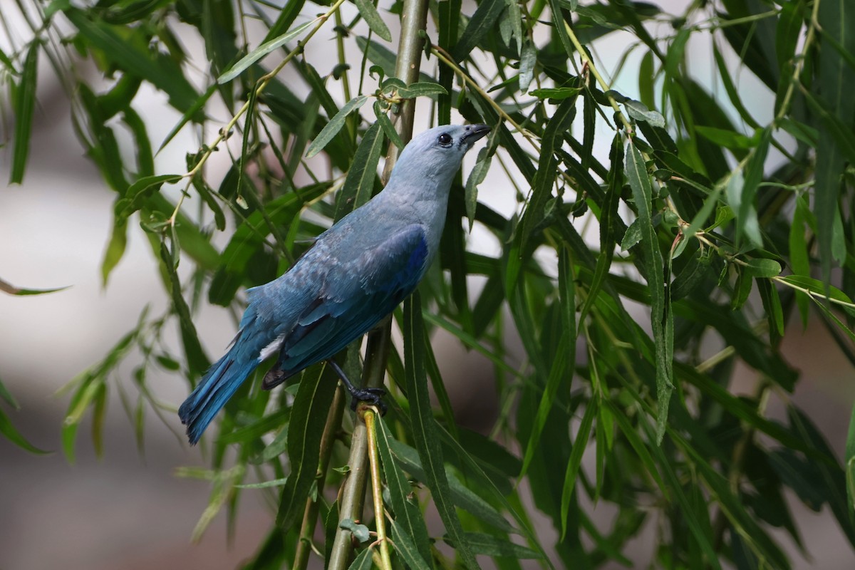 Blue-gray Tanager - ML620624557