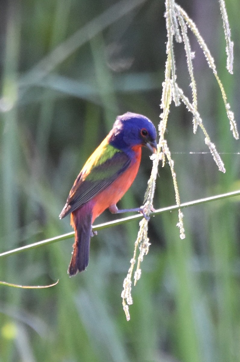 Painted Bunting - ML620624558