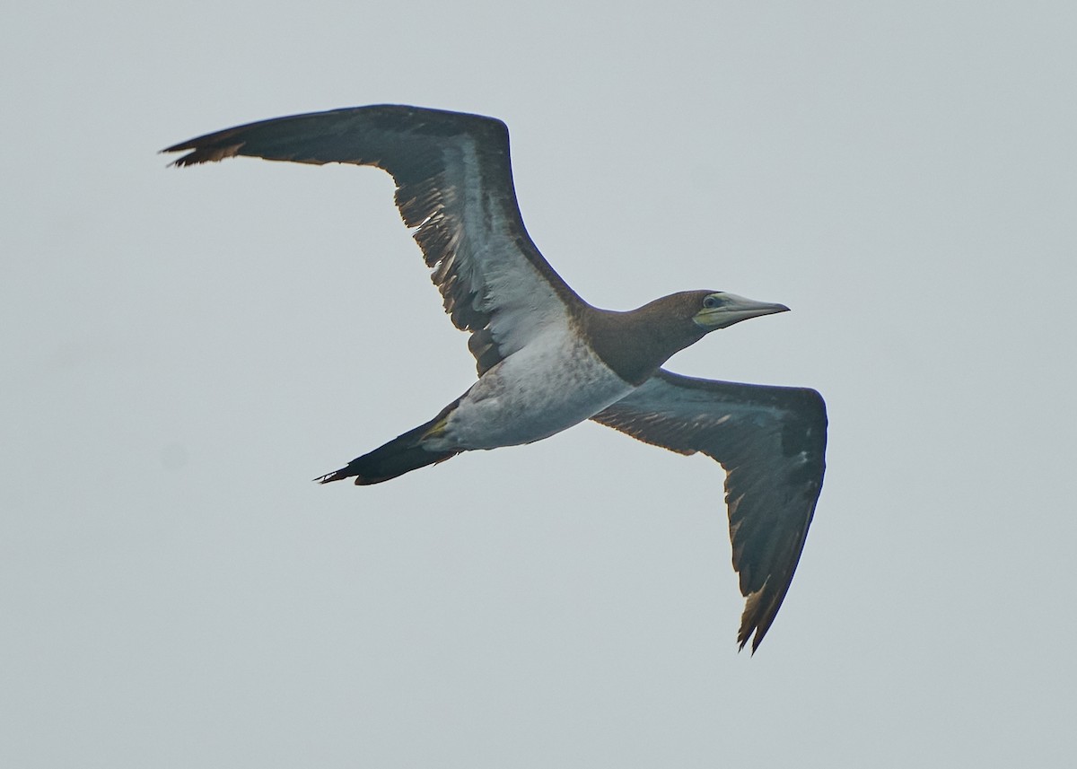 Brown Booby - ML620624559