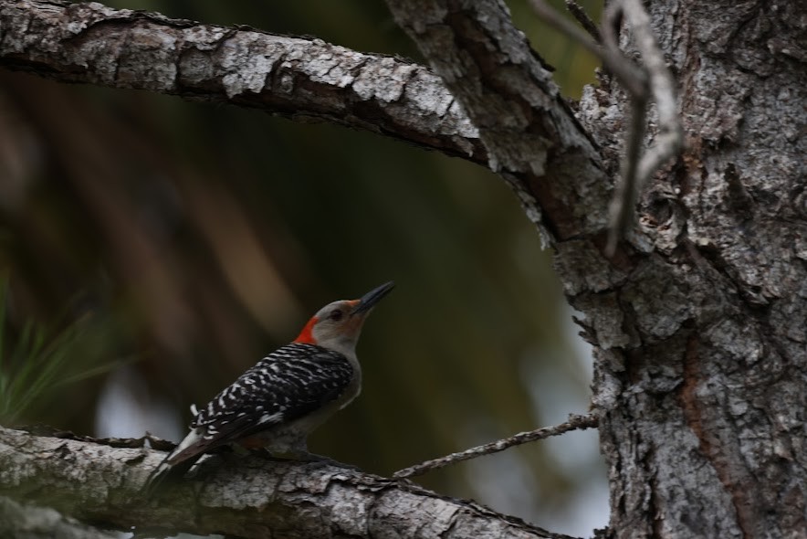 Red-bellied Woodpecker - ML620624560