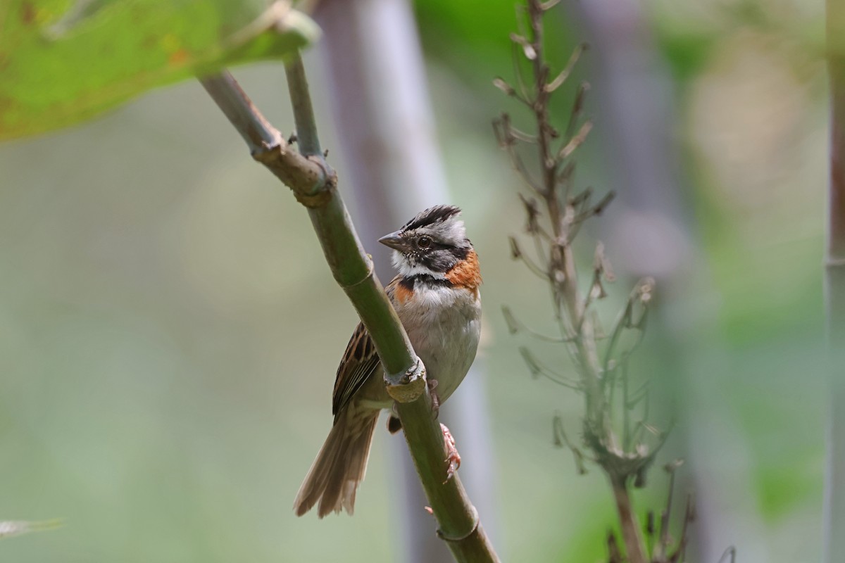 Rufous-collared Sparrow - ML620624561