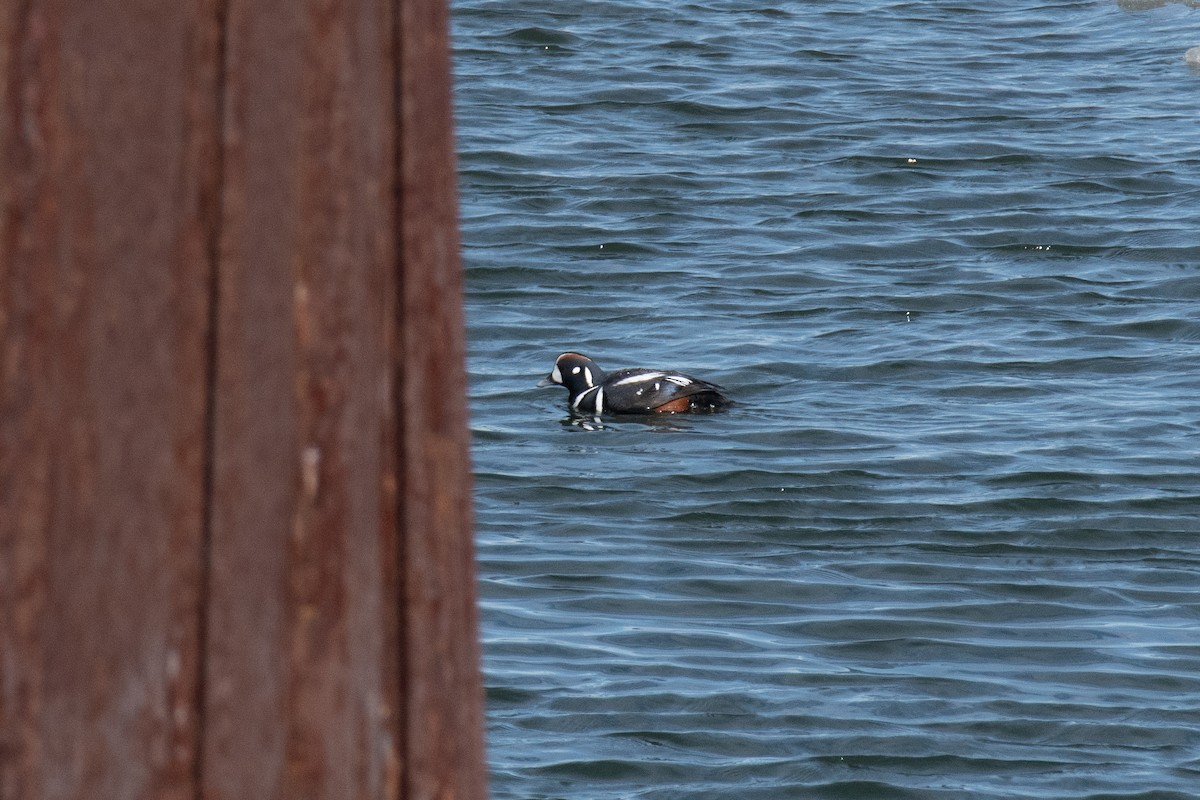 Harlequin Duck - ML620624562