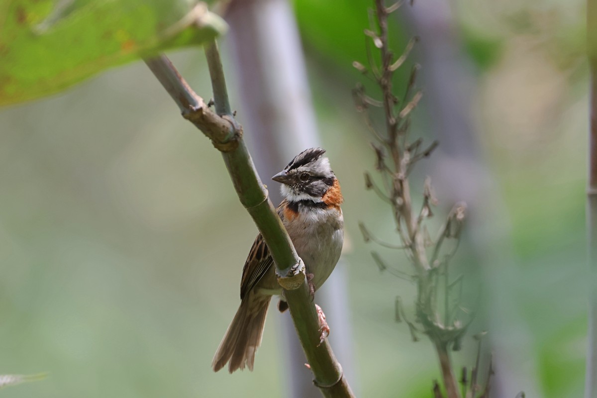 Rufous-collared Sparrow - ML620624563