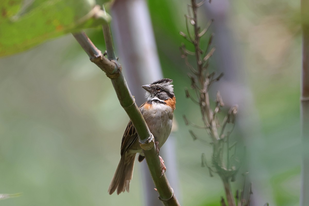 Rufous-collared Sparrow - ML620624564