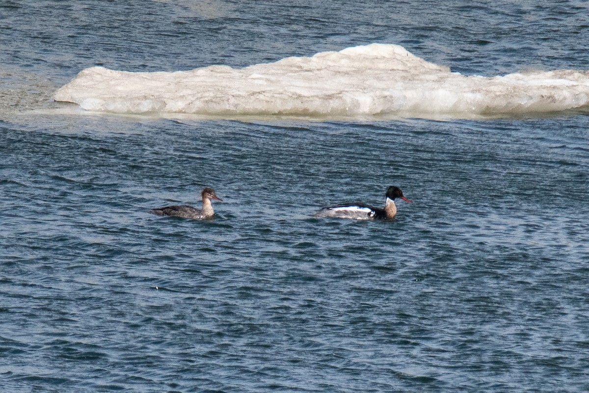 Red-breasted Merganser - ML620624565