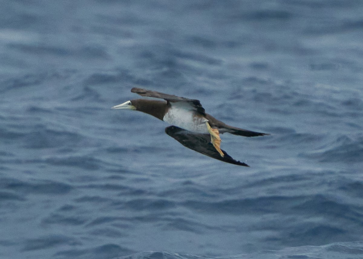 Brown Booby - ML620624566