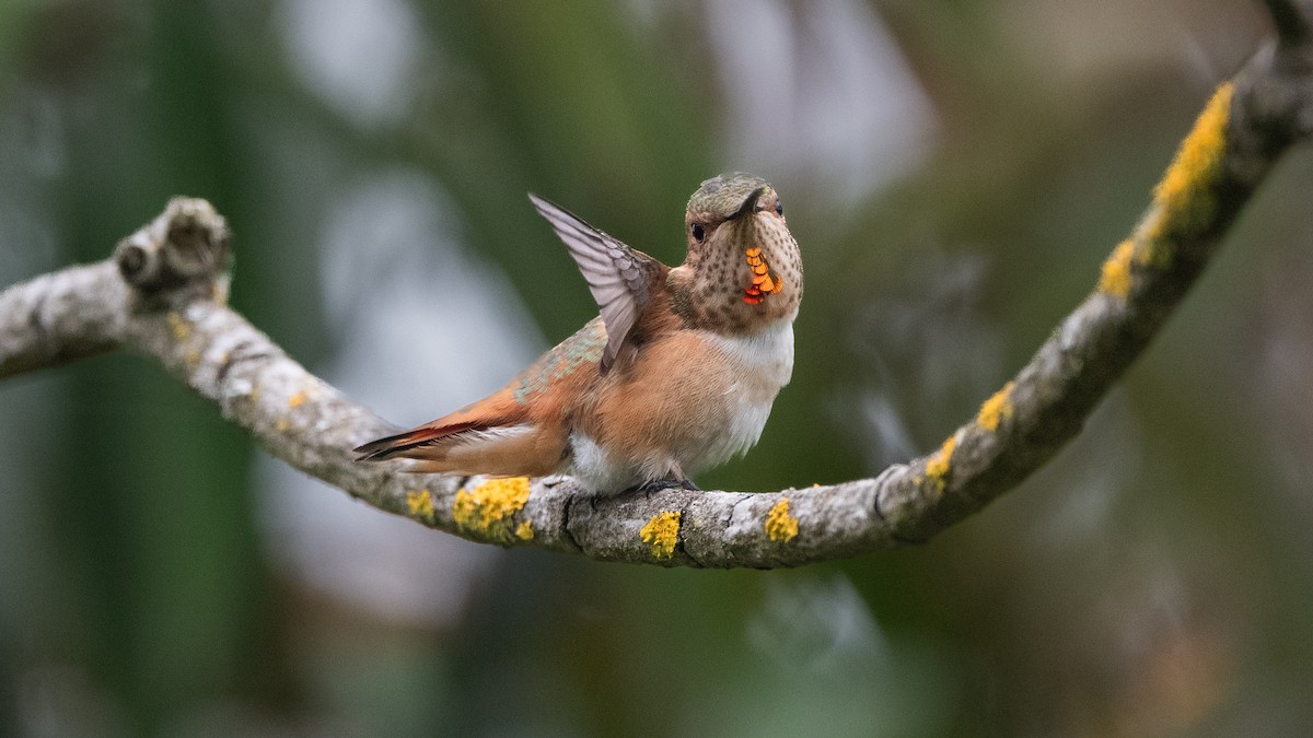 Allen's Hummingbird - ML620624572