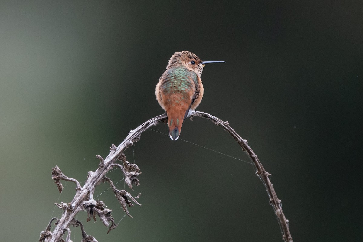 Allen's Hummingbird - ML620624573