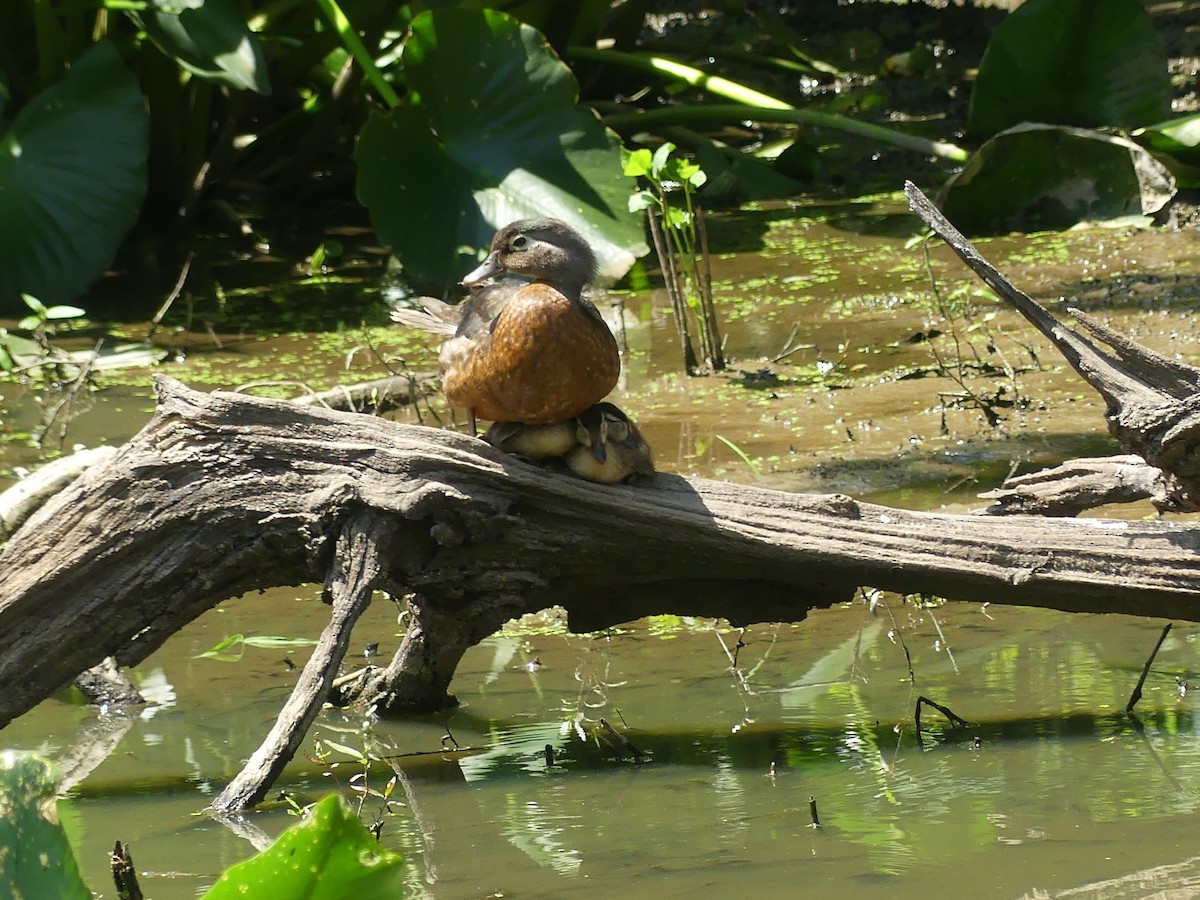 Wood Duck - ML620624575