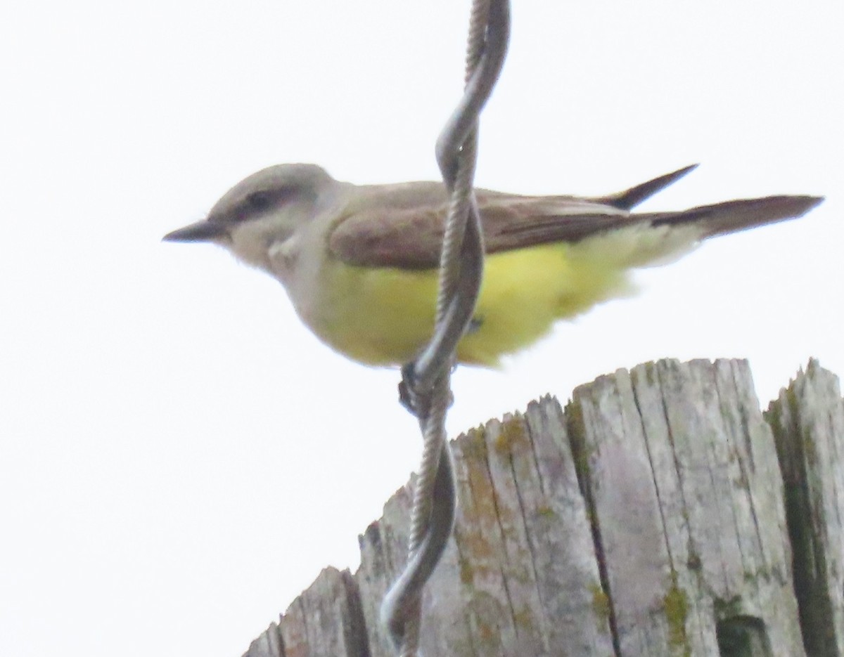 Western Kingbird - ML620624576