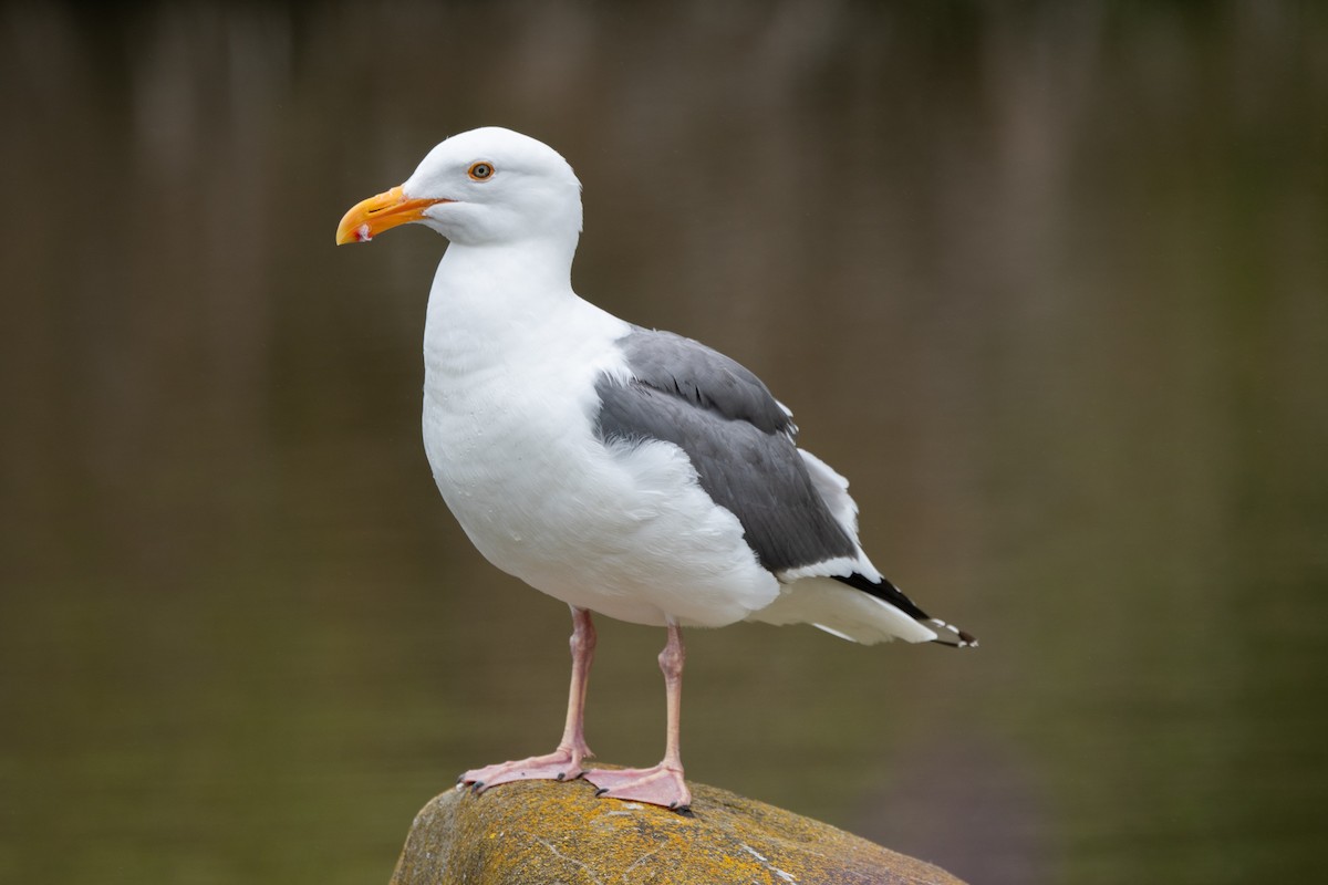 Western Gull - ML620624578