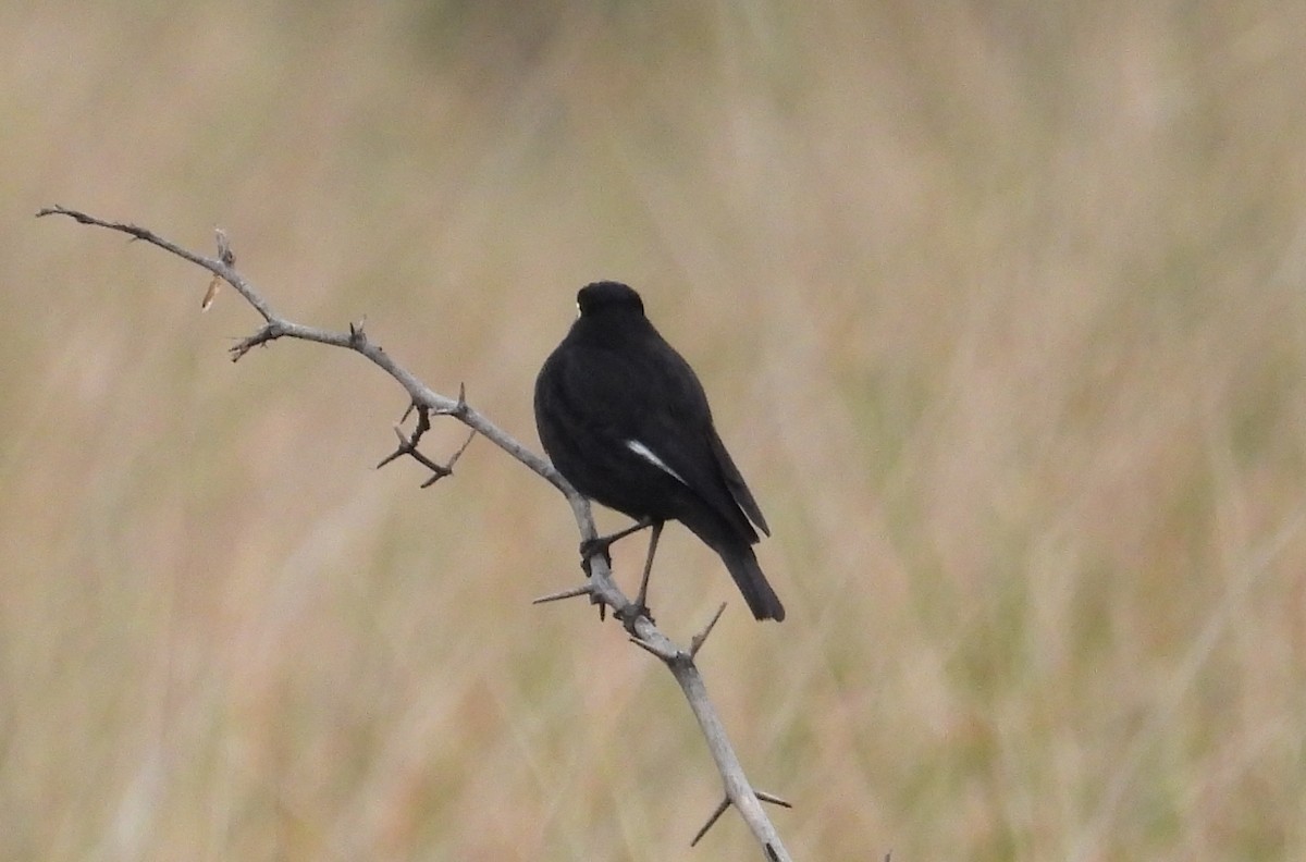 Spectacled Tyrant - ML620624579