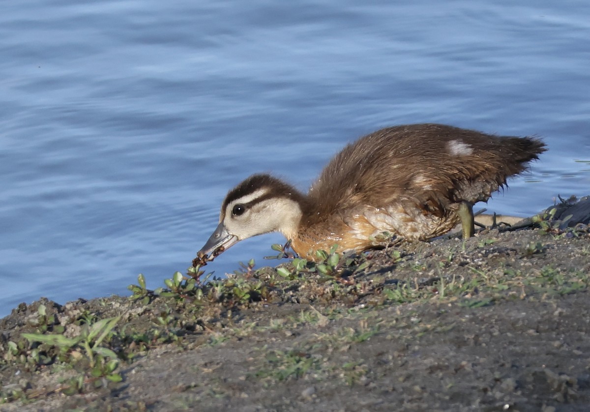 Wood Duck - ML620624580