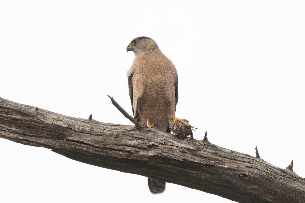 Cooper's Hawk - ML620624582