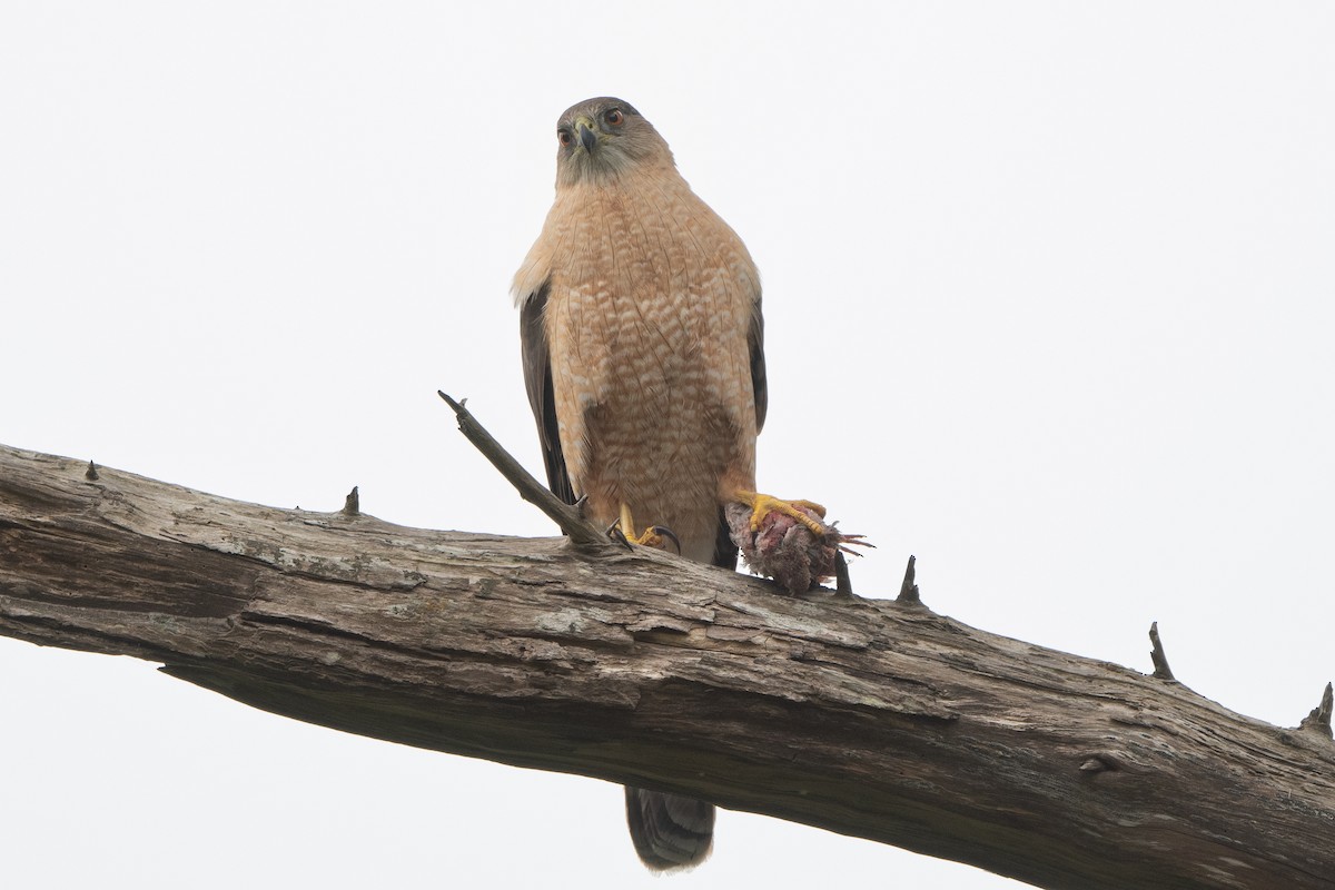 Cooper's Hawk - ML620624583