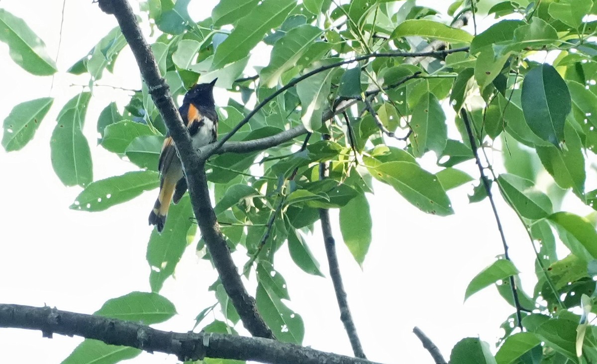 American Redstart - ML620624584