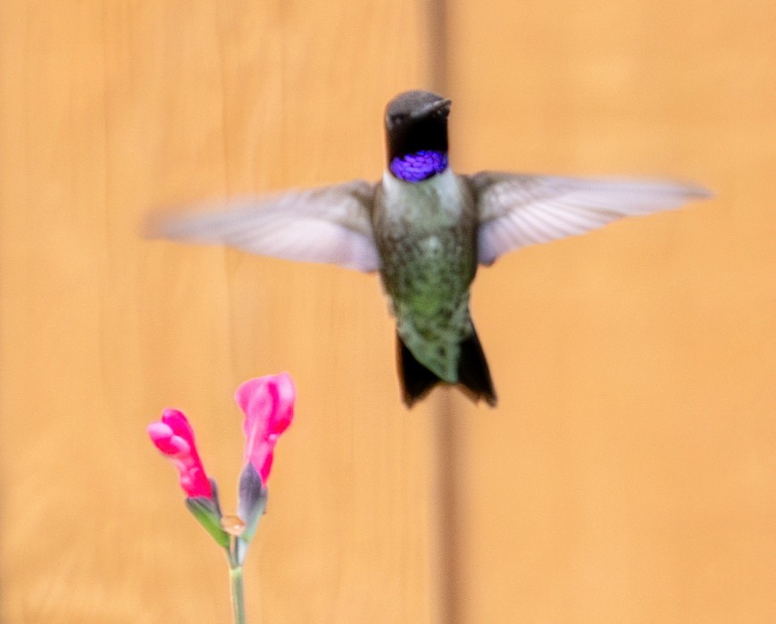 Colibri à gorge noire - ML620624586