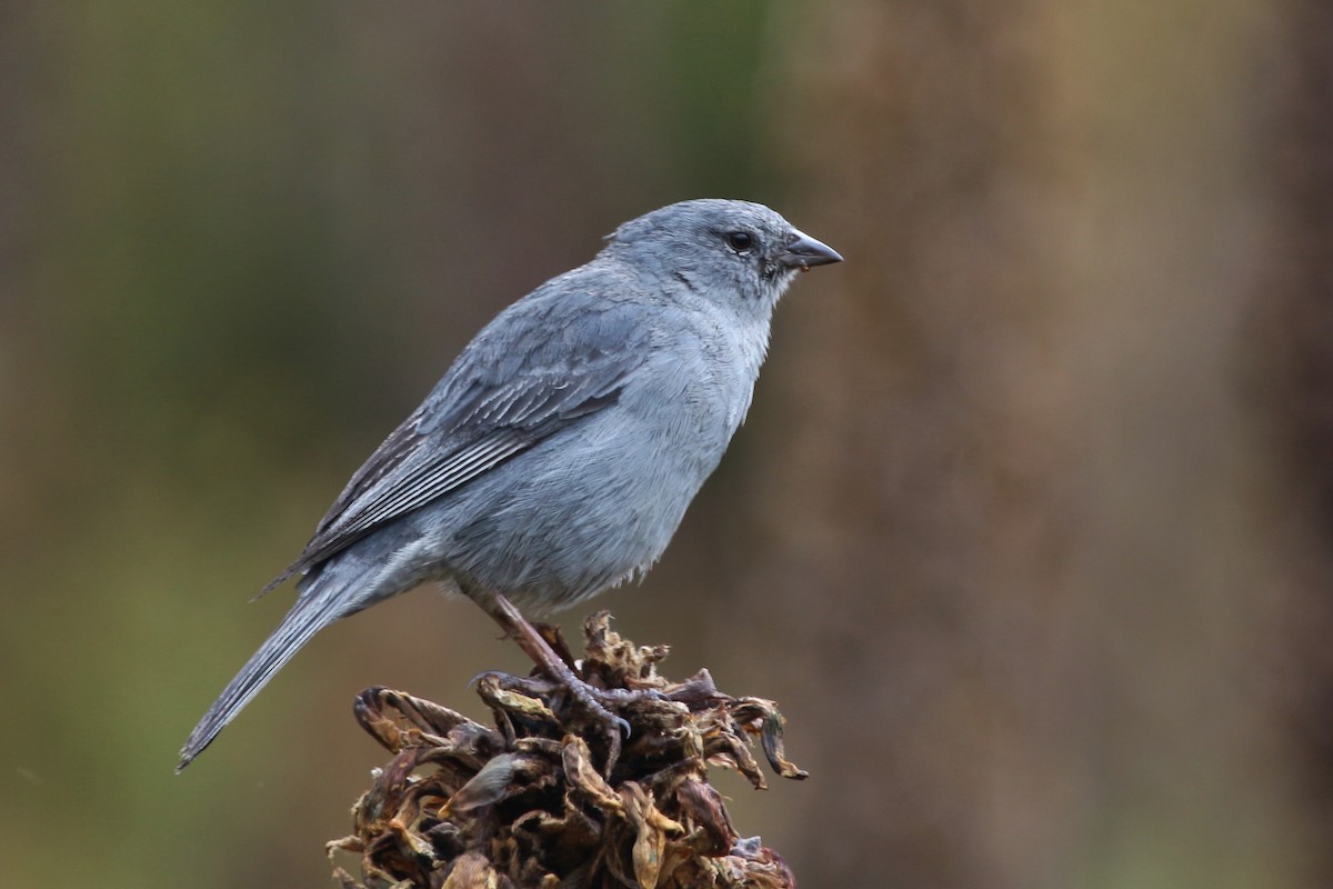 Plumbeous Sierra Finch - ML620624588