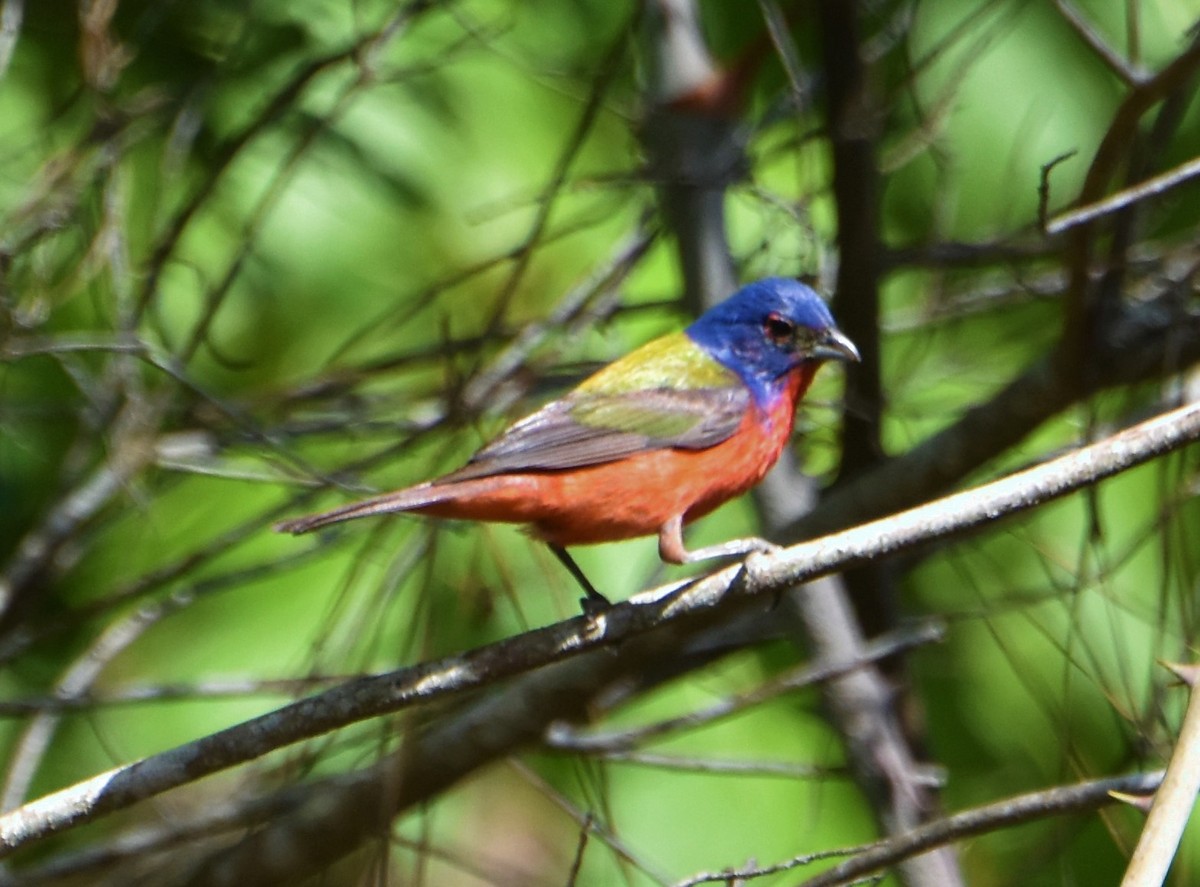 Painted Bunting - ML620624590