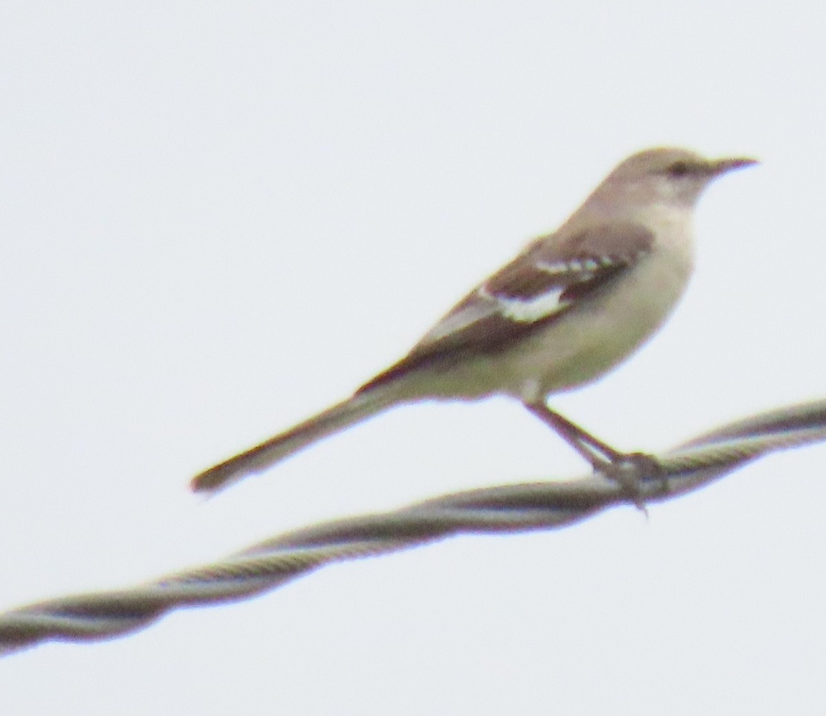 Northern Mockingbird - ML620624594