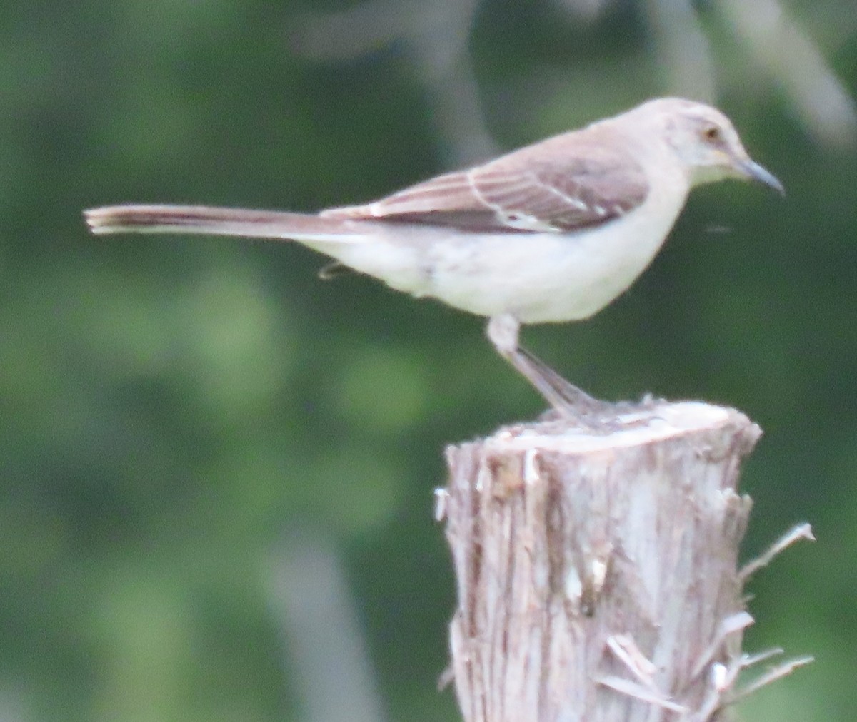 Northern Mockingbird - ML620624595