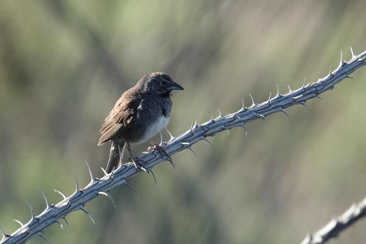 Five-striped Sparrow - ML620624596