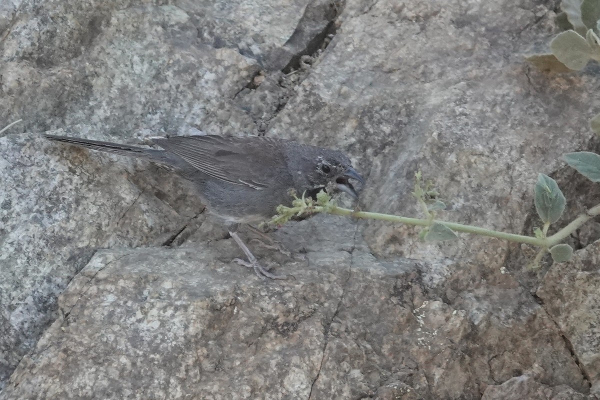 Five-striped Sparrow - ML620624597