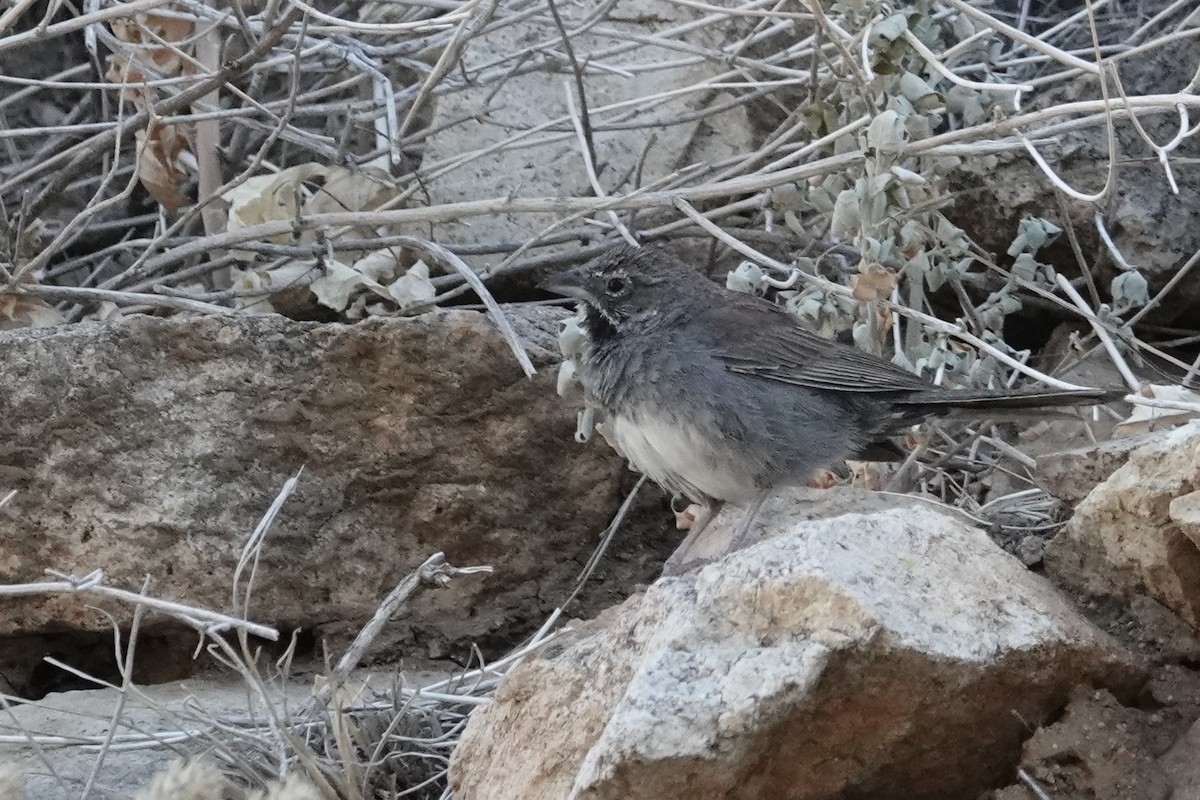 Five-striped Sparrow - ML620624599