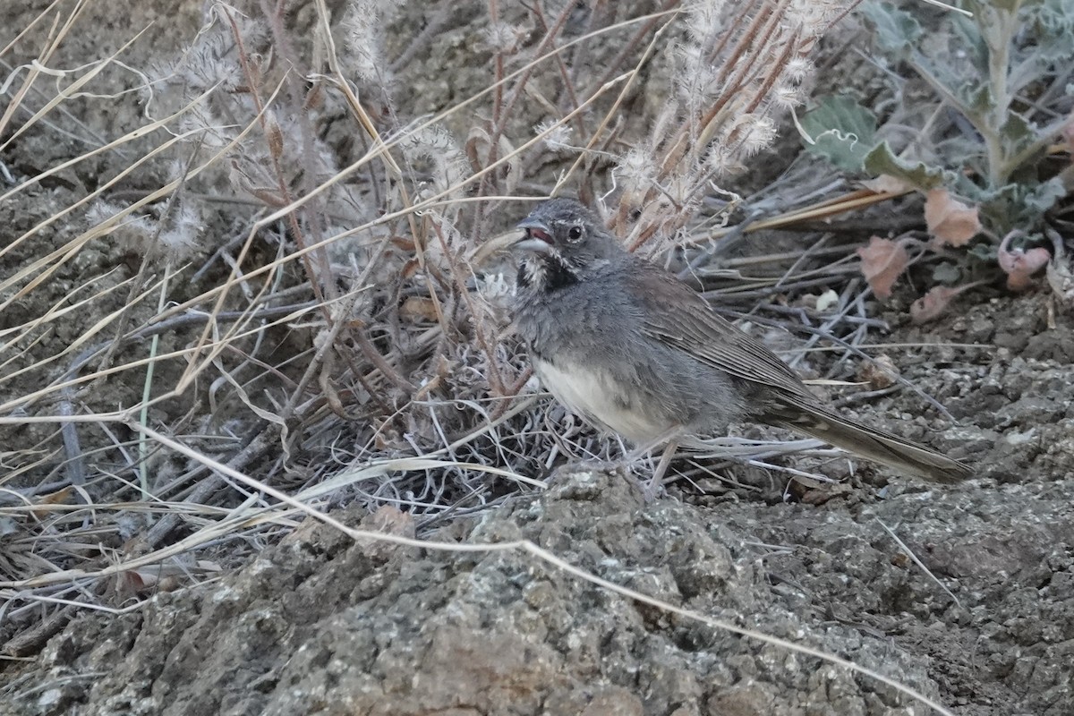 Five-striped Sparrow - ML620624600