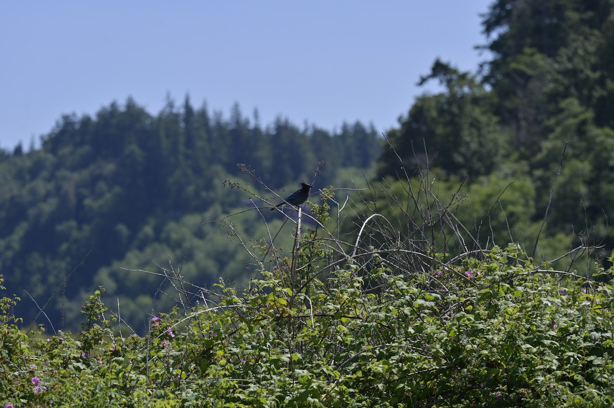 Steller's Jay - ML620624602