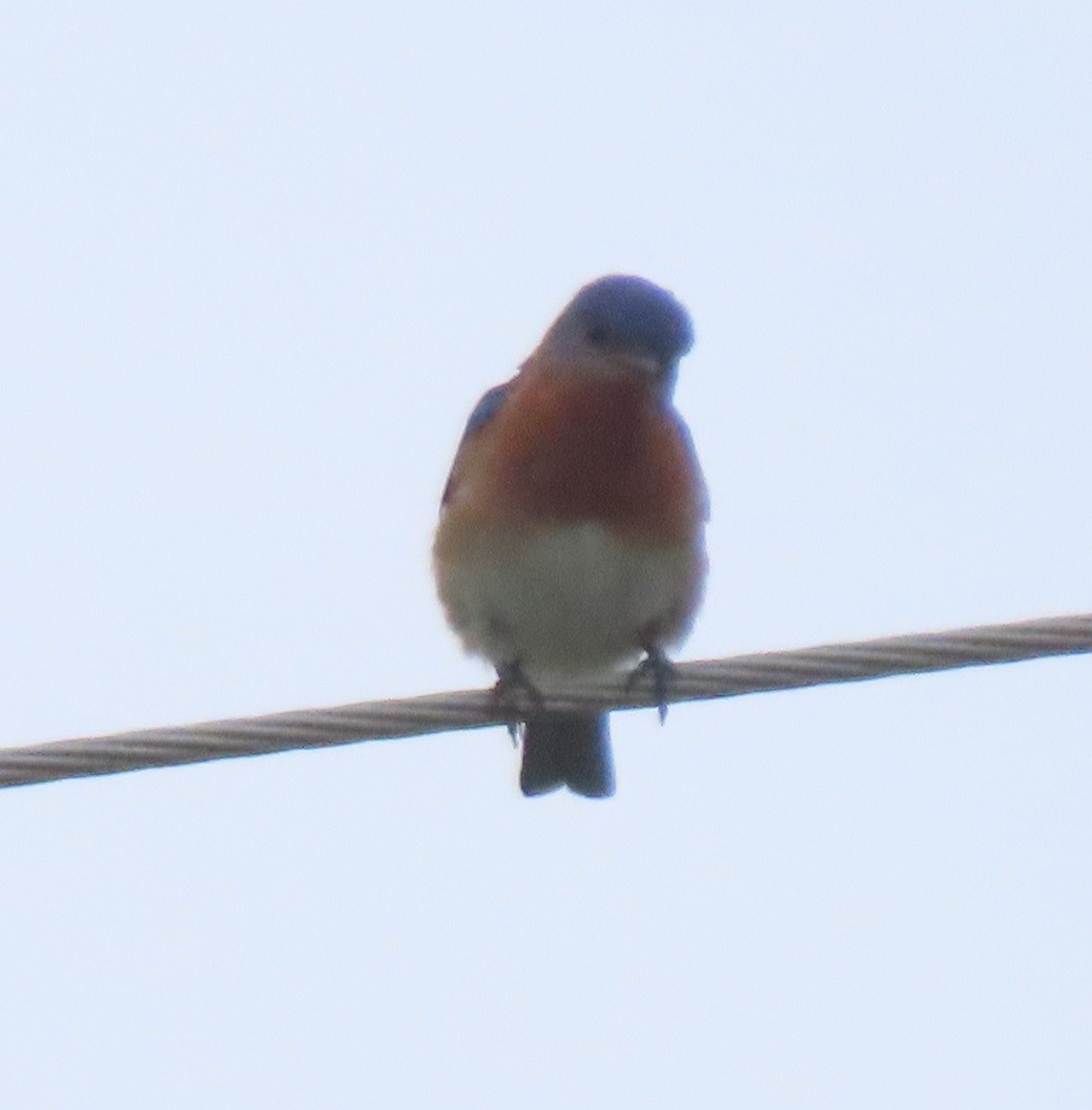 Eastern Bluebird - ML620624604