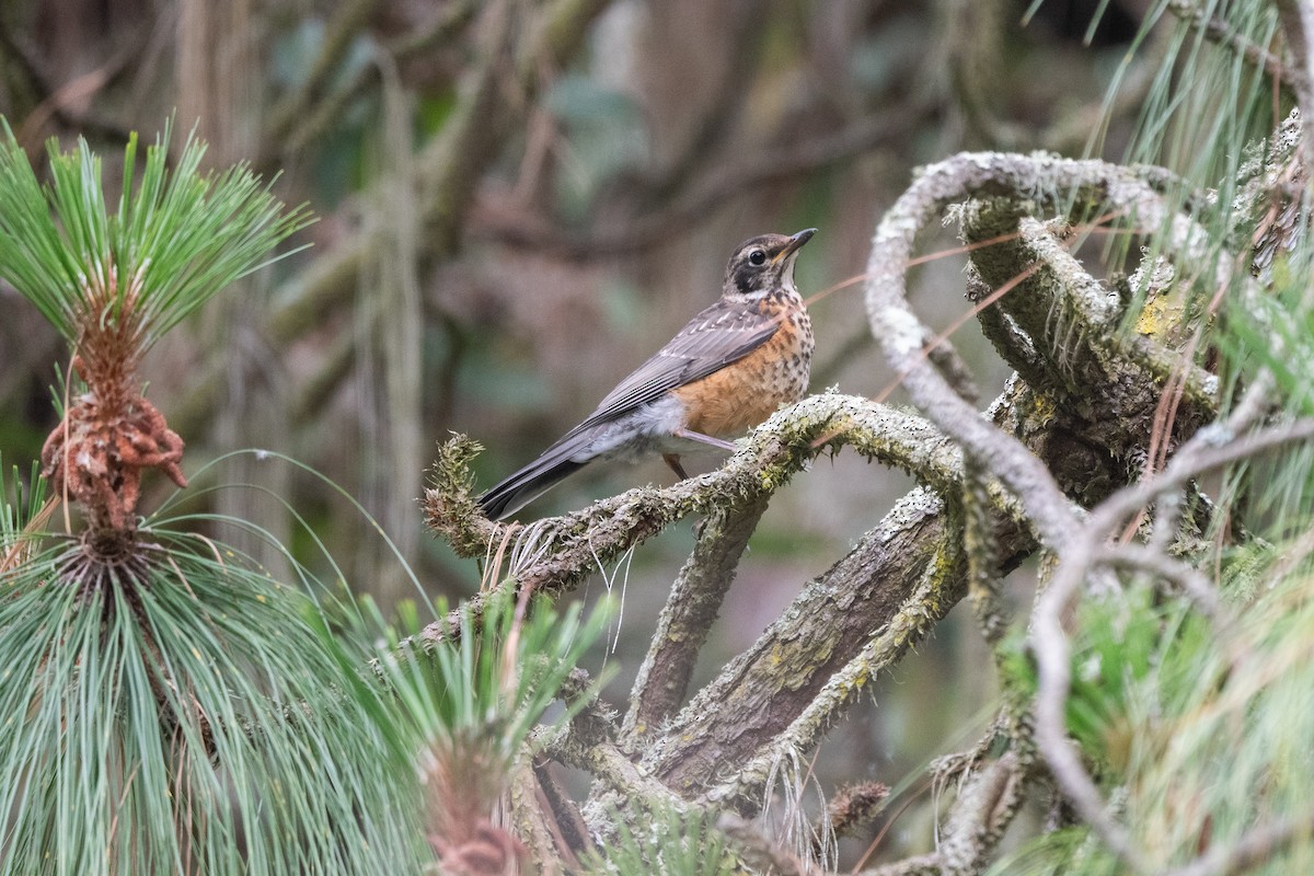 American Robin - ML620624609