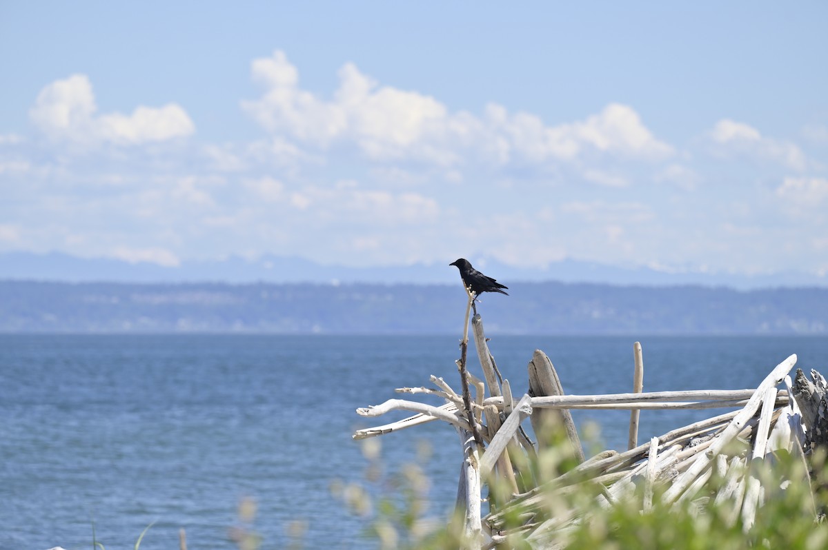 American Crow - ML620624611