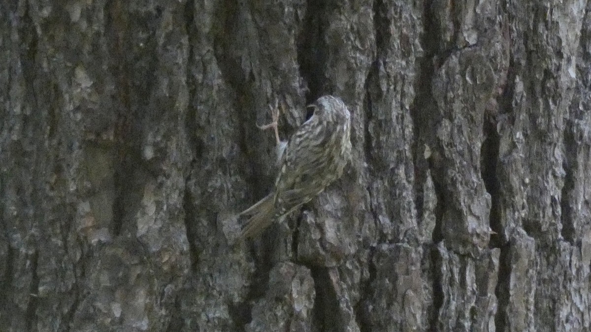 Short-toed Treecreeper - ML620624613