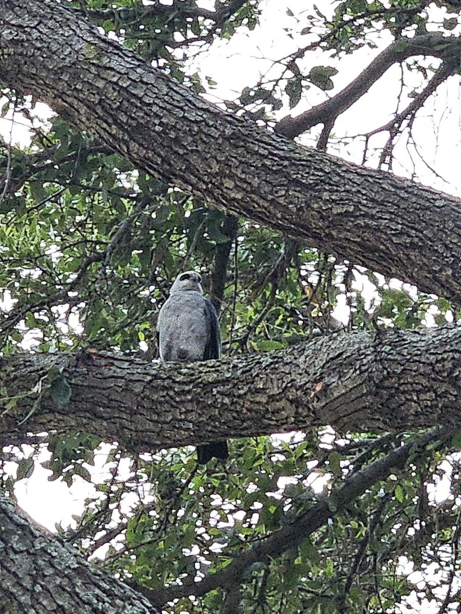 Mississippi Kite - Anonymous