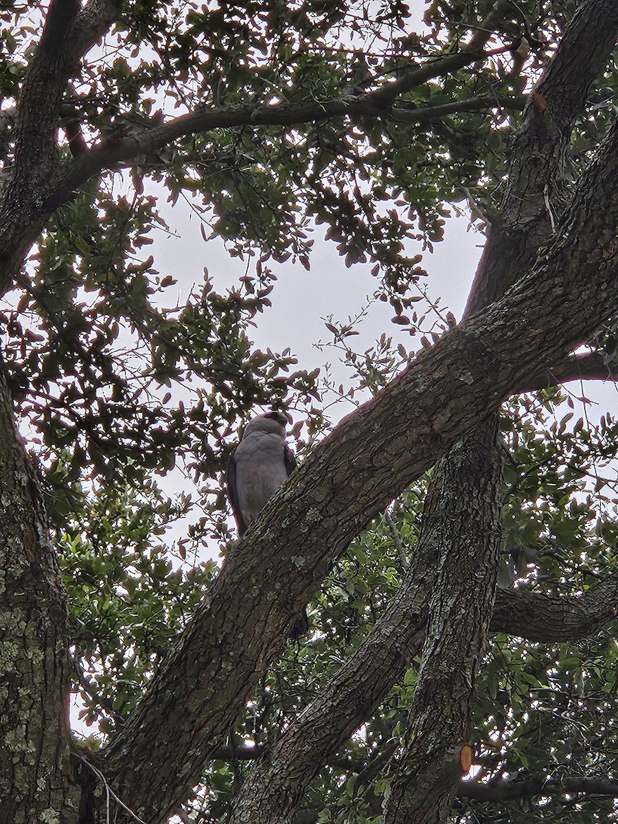 Mississippi Kite - ML620624622