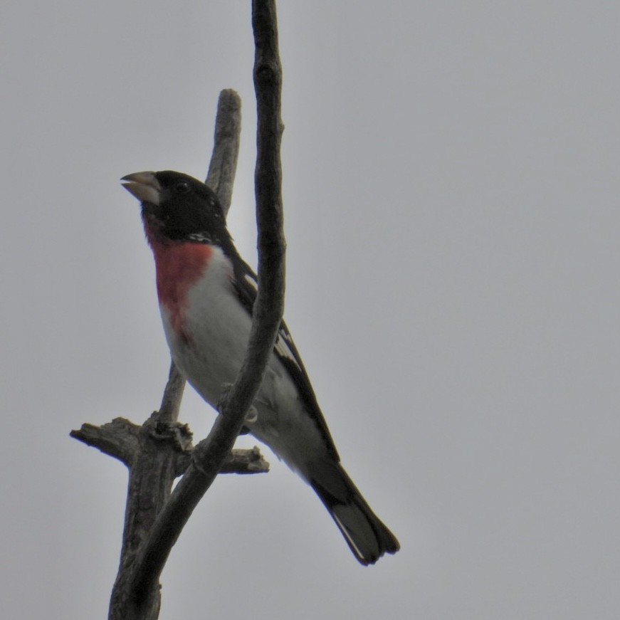 Rose-breasted Grosbeak - ML620624623