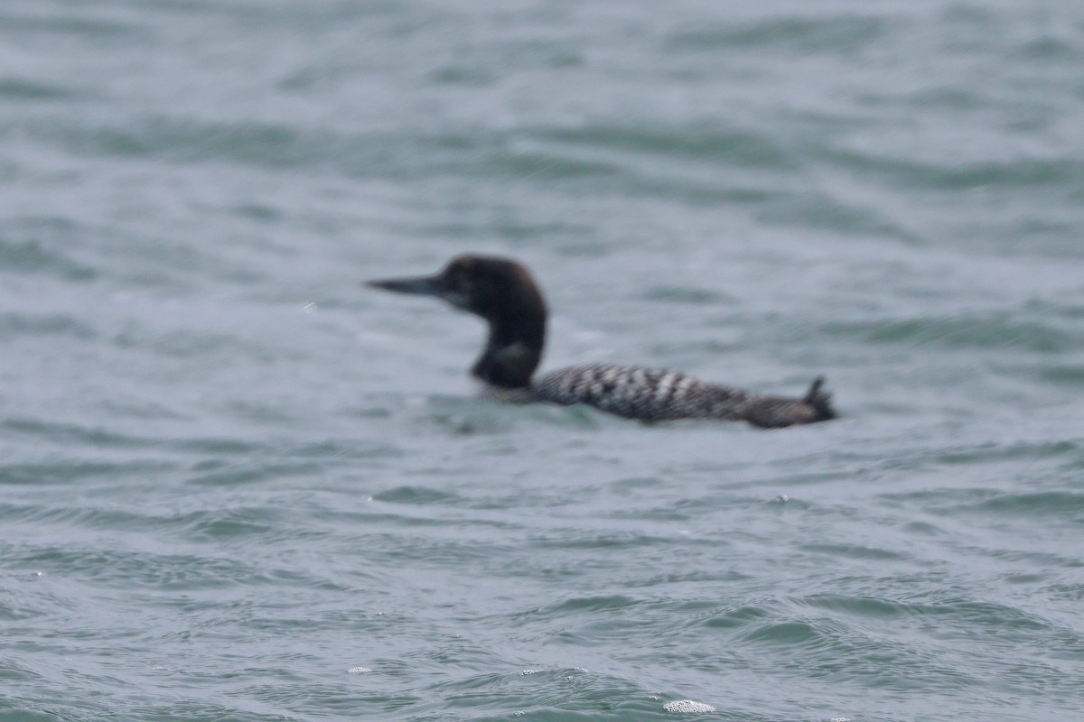 Common Loon - ML620624625