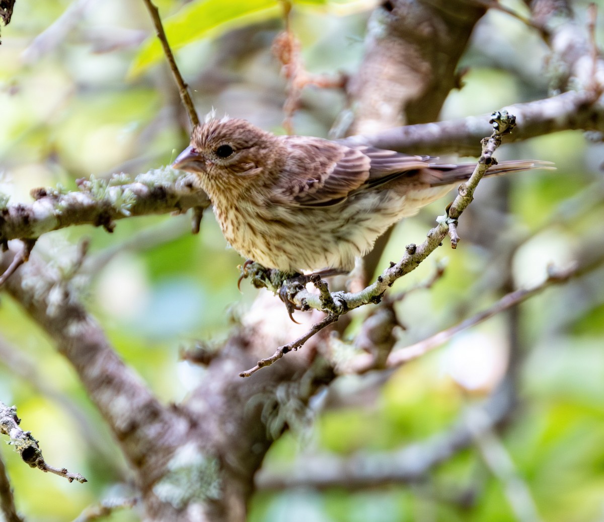 House Finch - ML620624626