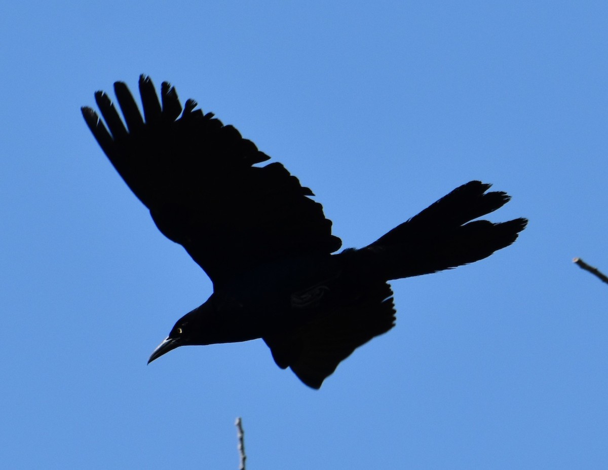 Boat-tailed Grackle - ML620624627