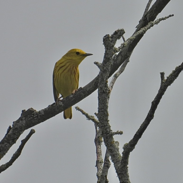 Paruline jaune - ML620624629